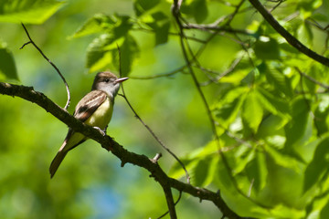 Great Crested Flycatcher