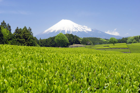 富士山と茶畑（茶葉のクローズアップ）