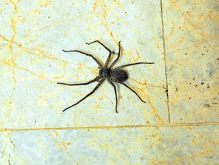 Spider