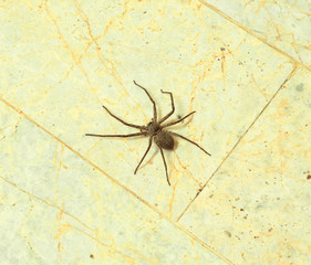 Spider