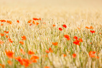 poppies in a field of wheat