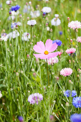 flower meadow