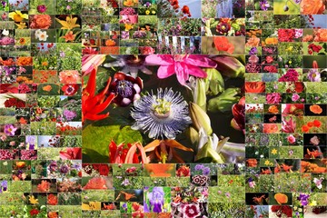 collage de nombreuses photographies de fleurs