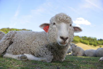 きれいな羊さん