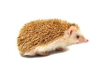 Hedgehog isolate on white background