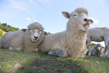 笑顔がステキな羊さん