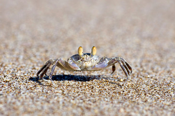 crab