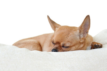 Sleeping red chihuahua dog isolated on white background.