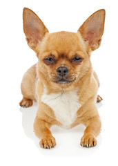 Obraz premium Chihuahua dog isolated on white background.