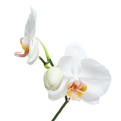 Obraz na płótnie Canvas Fife day old white orchid isolated on white background.