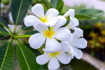 Plumeria Obtusa Flowers.