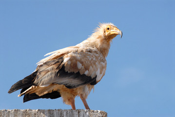vautour percnoptère