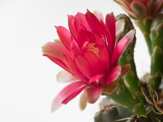 サボテンのヒカダマ