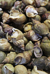wellhornschnecke