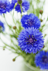 Kornblumen