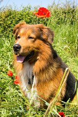Hund mit Mohnblume