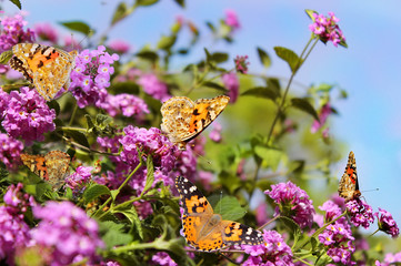 small colony of butterflies