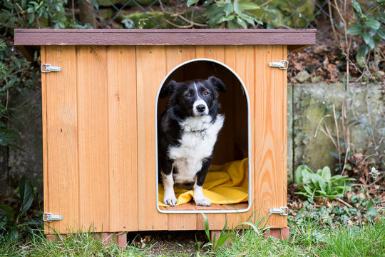 Hund in Hundeh&uuml;tte