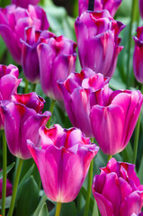 Beautiful purple tulips closeup.