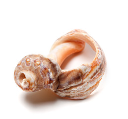 Broken rapana shell on white background