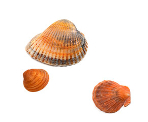 Seashells on white background