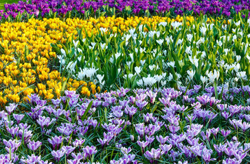 Spring variegated crocuses (macro)