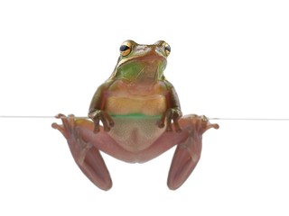 Fototapeta premium Tree frog (litoria infrafrenata), climbing on the glass