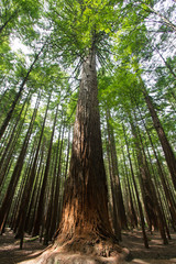 Rotorua, Redwood Forest