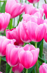 Beautiful pink tulips closeup.