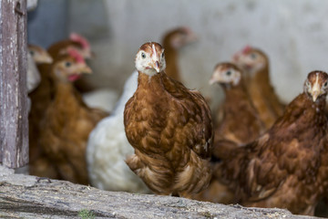 Chicken looks through hen house open door
