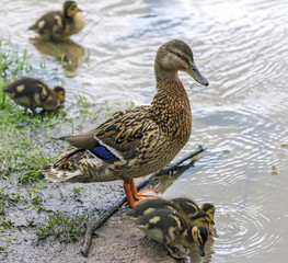 duck and with ducklings crossing a path