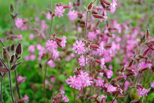 Rote  Lichtnelken