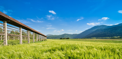Hayrack standing in a field
