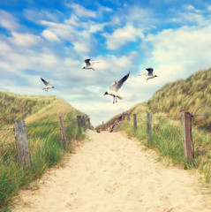 Möwen fliegen über den Strandzugang
