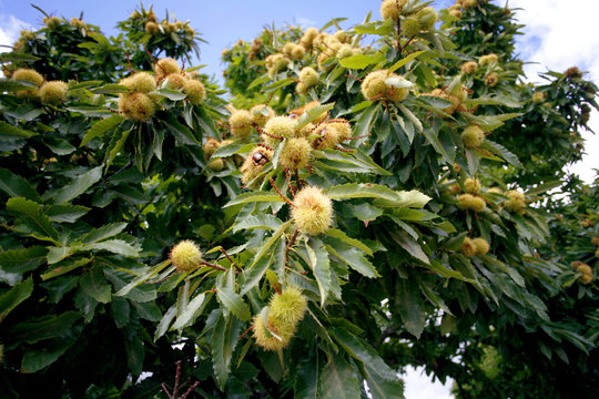 Spanish chestnuts