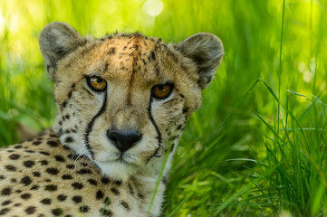 Guépard
