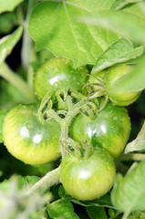 Green tomatoes on the branch.