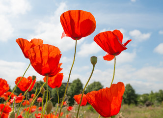Red flowering translucent poppies against a blue sky.