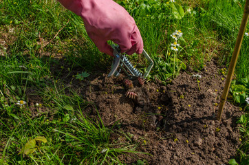 mole caught special metallic traps and hand glove