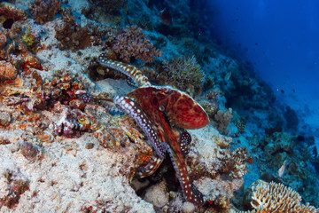 Plakat Reef octopus
