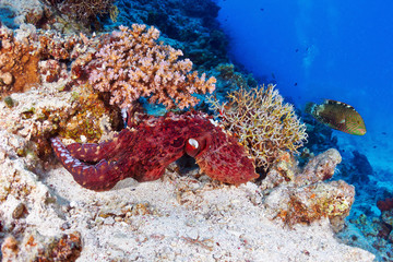 Fototapeta na wymiar Reef octopus