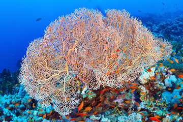 Hickson's fan coral