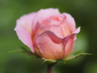 Zarte Rose