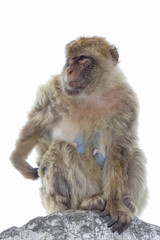 Gibraltar Affe Berberaffe Felsen