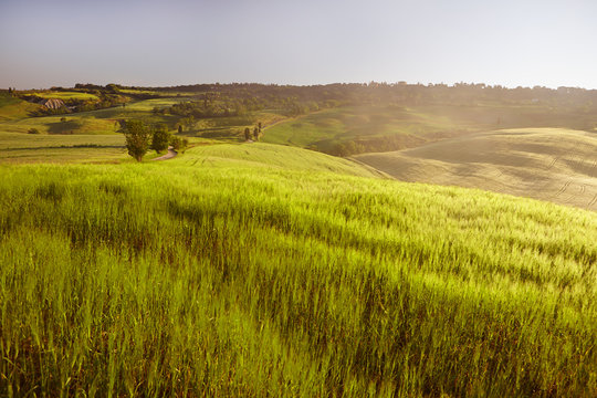 Beautiful Tuscany landscape with field of flowers in Val d'Orcia