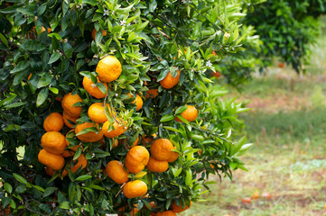 Mandarinenbaum