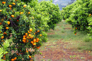 Orangenpantage