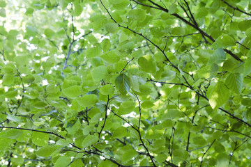 Fototapeta na wymiar birch leafs