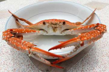 Fresh boiled crab prepared on plate.
