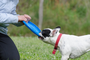 Disk Dog